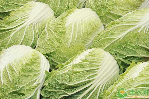 白菜最新行情分析与趋势预测