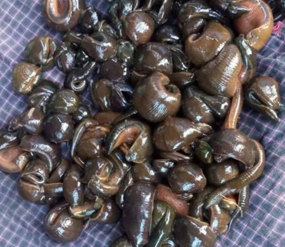 科技重塑蚂蟥价值，最新价格与前沿生活体验