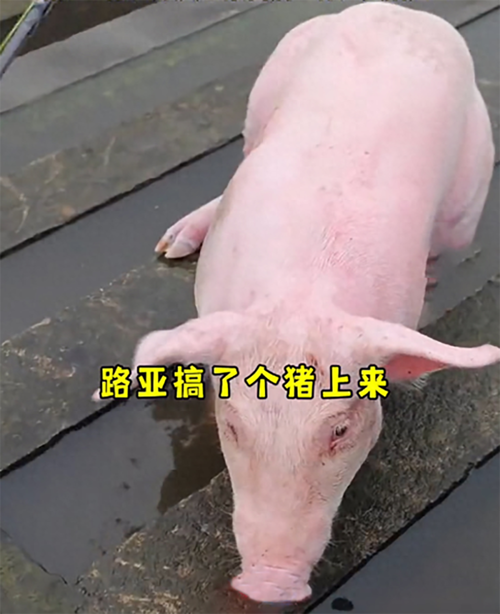 最新猪粪处理技术与友情的小温馨体验