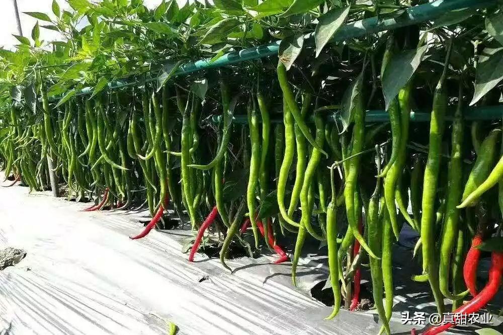 包菜最新价格概览，市场走势、影响因素及科普知识全解析