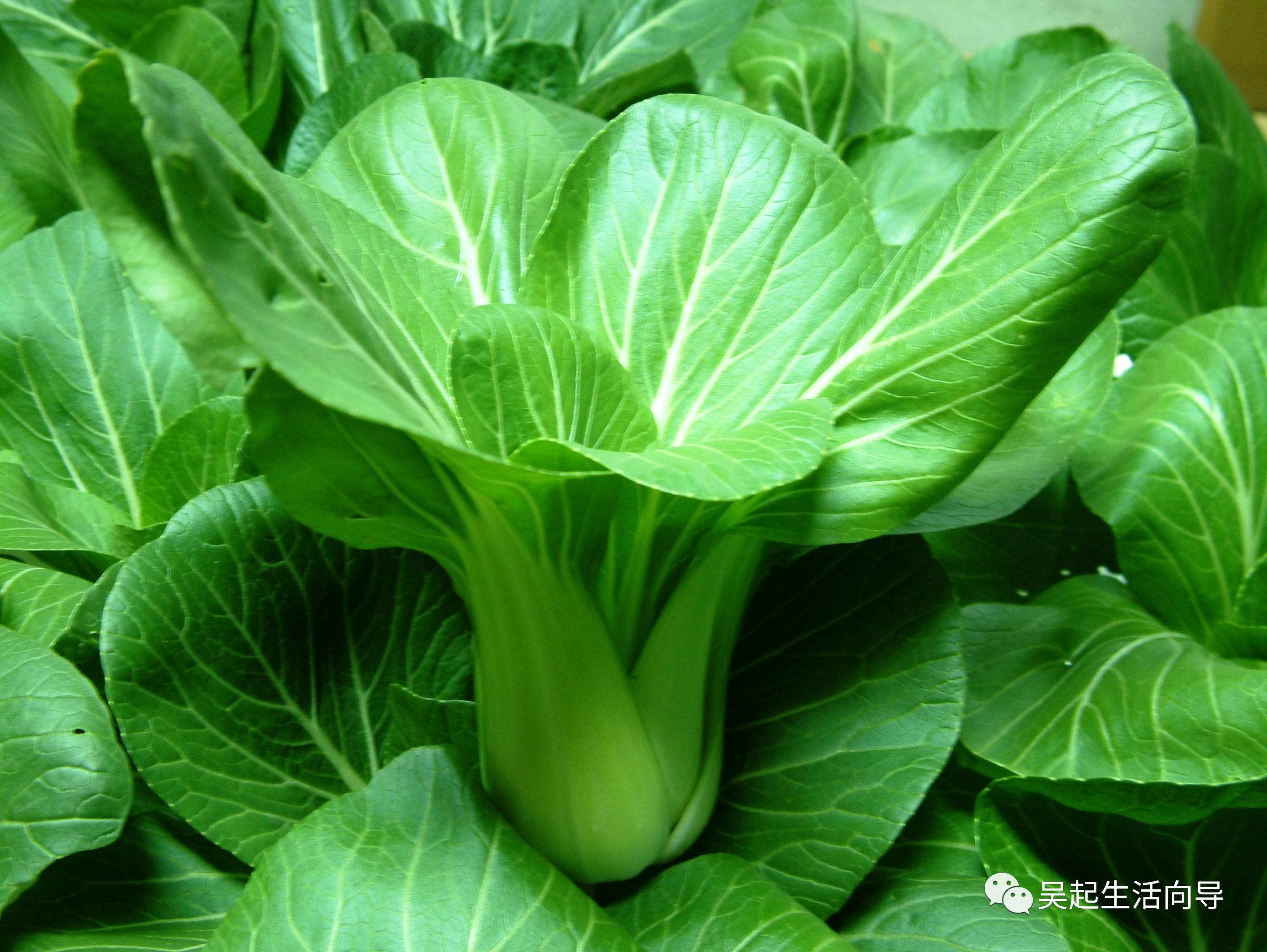油菜最新价格，科技引领新生活——智能追踪油菜价格动态