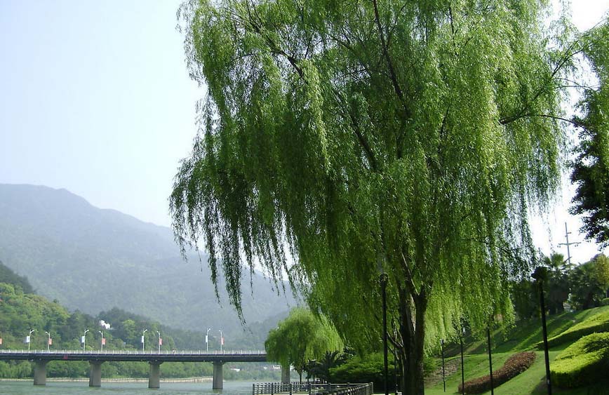 垂柳最新价格及高科技产品介绍指南