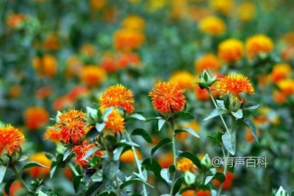 红花最新价格深度论述与解析