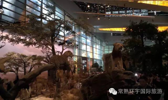 探秘上海隐藏在小巷中的独特小店，最新旅游景点大盘点